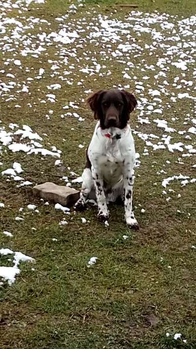 Hundetreffen-Junghunde Treff am Chiemsee