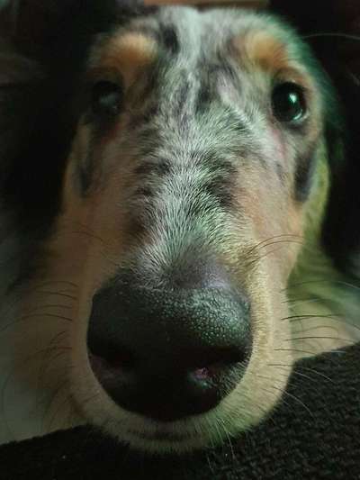 Lieblingsbild von euren Hunden?-Beitrag-Bild