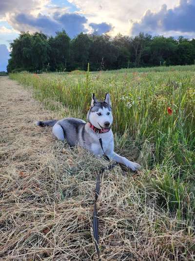 Husky-Beitrag-Bild