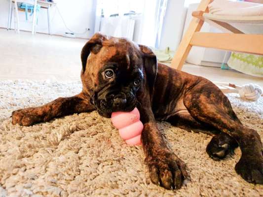 Welpen Bilder !-Beitrag-Bild