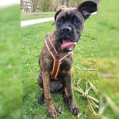 Lustige Bilder-Beitrag-Bild