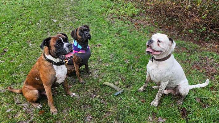 Deutsche Boxer-Beitrag-Bild