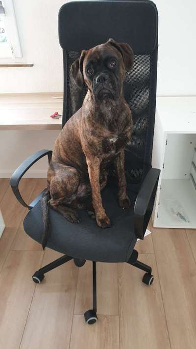 Deutsche Boxer-Beitrag-Bild