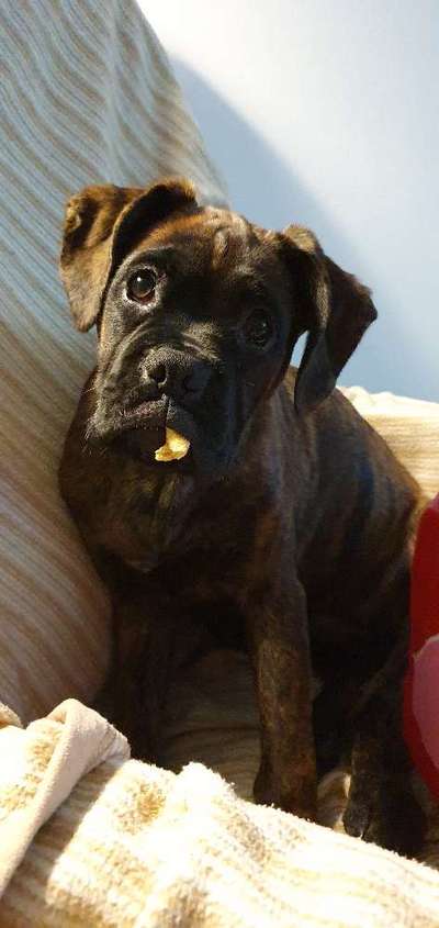 CHALLENGE NR. 19 - Der Hundeblick-Beitrag-Bild