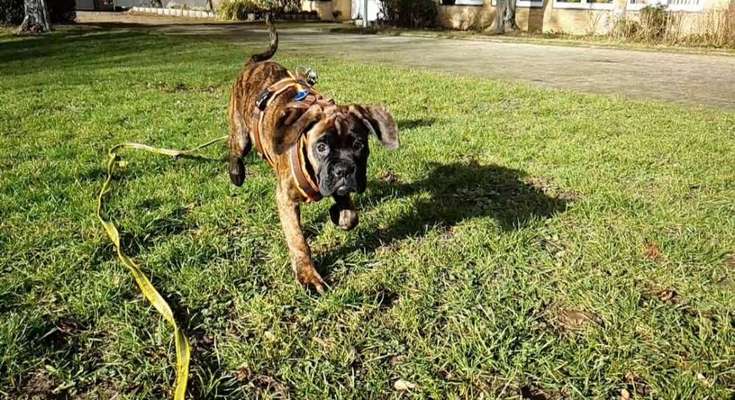 Challenge Nr. 16         Dynamik - Dein Hund in Bewegung-Beitrag-Bild