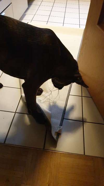 Zeigt mir eure "hol dir einen Hund, wird schön-Bilder"-Beitrag-Bild