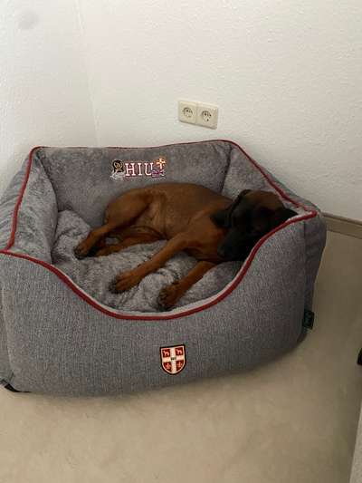 Hundetreffen-Junghunde erwachsene Hunde-Bild