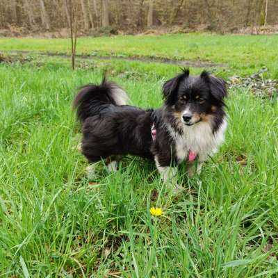 Hundetreffen-Milly sucht im Odenwald Gassi/Spielpartner-Bild