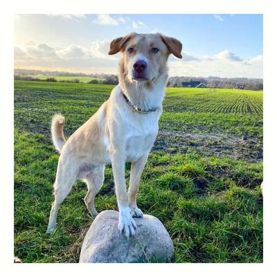 Welche Hunderasse-Beitrag-Bild