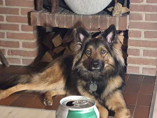 Mischlinge raten - Rätselspaß-Beitrag-Bild