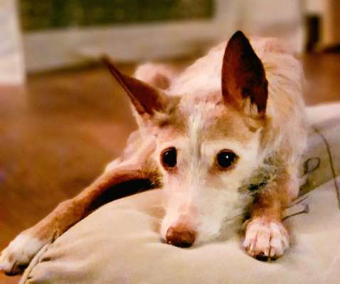 Podenco-Mix in NRW-Beitrag-Bild