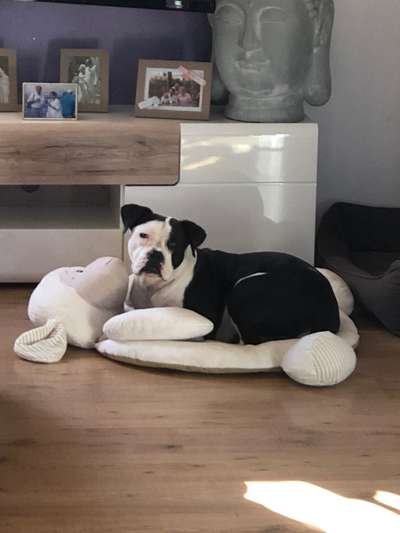 Wo sind meine AMERICAN BULLDOGS?-Beitrag-Bild