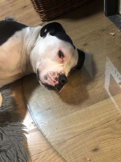 Wo sind meine AMERICAN BULLDOGS?-Beitrag-Bild