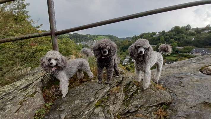 Alles rund um den Pudel-Beitrag-Bild