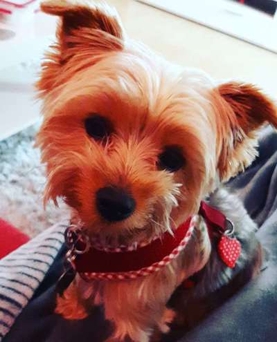 Yorkshire Terrier-Beitrag-Bild