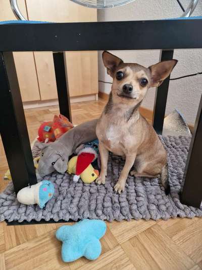 Hundetreffen-Looking for friends!!!-Bild