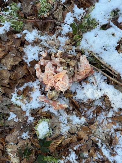 Giftköder-Tierkadaver  im Wald-Bild