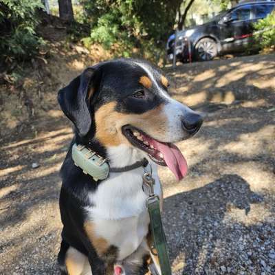 Hundetreffen-Gemeinsames Gassi gehen FR-Kappel-Bild