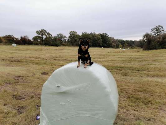 Hundetreffen-Spielrunde-Bild