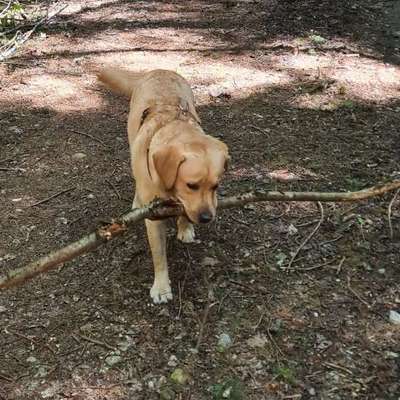 Hundetreffen-Souveräner Gassi- und Spiel Freund gesucht🩵-Bild