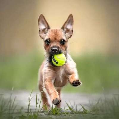 %{de_profession_title}-Welpenzauber-Bild