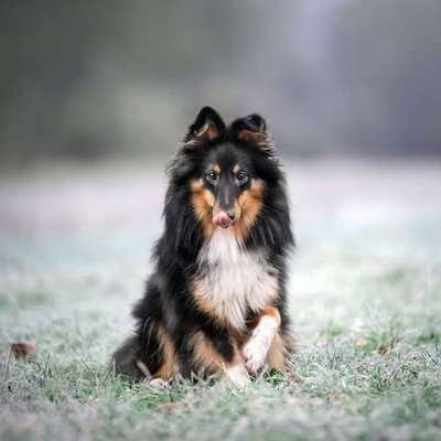 %{de_profession_title}-Hundefokus-Bild