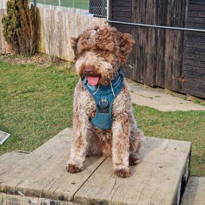 Lagotto Romagnolo Besitzer-Beitrag-Bild