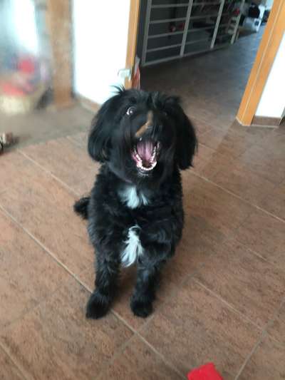 Fotochallenge Nr. 47 - Zeigt die Zähne-Beitrag-Bild