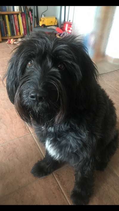 Dogorama Photo Challenge - Hundeblick zum hinschmelzen-Beitrag-Bild