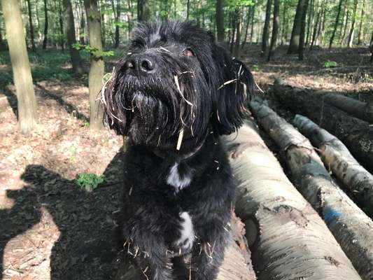 Die Dogorama Kalender Challenge Titelbild-Beitrag-Bild