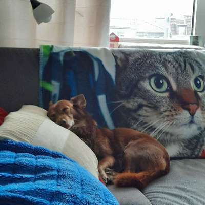 Hundetreffen-Ängstliche Hündin sucht Trainingspartner mit Kind(ern)