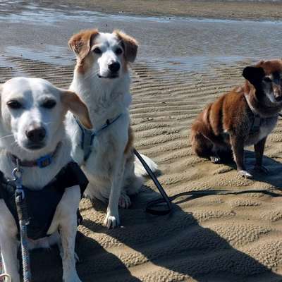 Hundetreffen-Ängstliche Hündin sucht Trainingspartner mit Kind(ern)