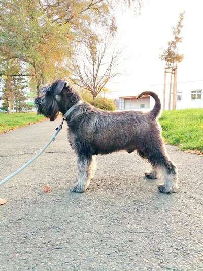 Schnauzer-Beitrag-Bild