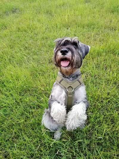 Schnauzer-Beitrag-Bild