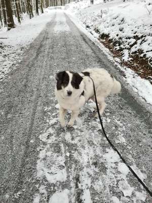 Hundetreffen-Gassi und spiel runde in und um Bensheim-Bild