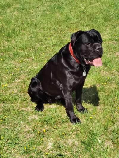 Rassensuche Cane Corso Italiano-Beitrag-Bild