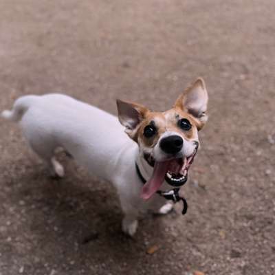 Hundetreffen-Gassirunde/Spielerunde-Bild