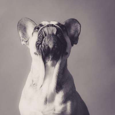 Foto's und Hundemodels-Beitrag-Bild