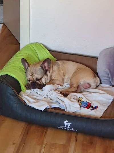 Ein gutes Hundebett?-Beitrag-Bild