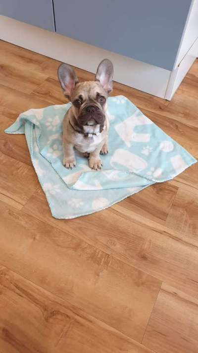 Welpen Bilder !-Beitrag-Bild