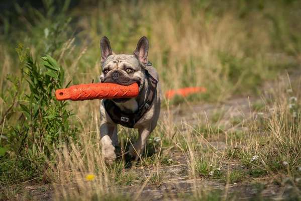 43. Fotochallenge-Zeigt mir eure Ball oder Frisbee verrueckten Hunde-Beitrag-Bild