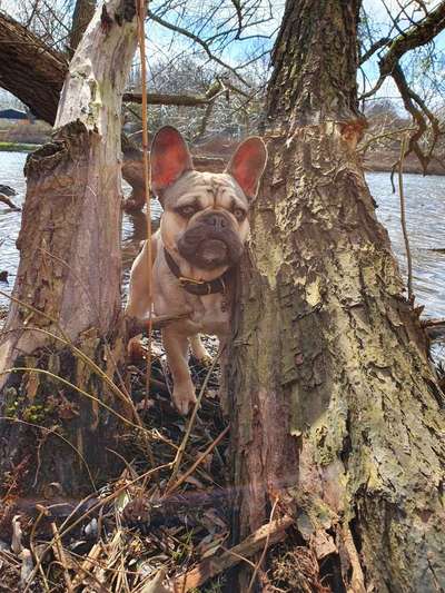 Die Dogorama Kalender Challenge Teil 1/4-Beitrag-Bild