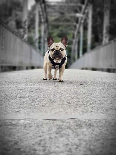 Dogorama Photo Challenge - Brücken-Beitrag-Bild