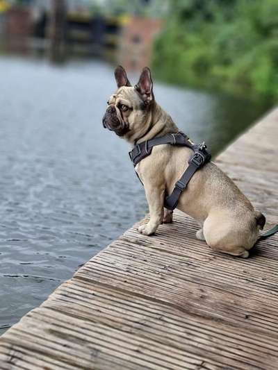 Französische Bulldoggen-Beitrag-Bild