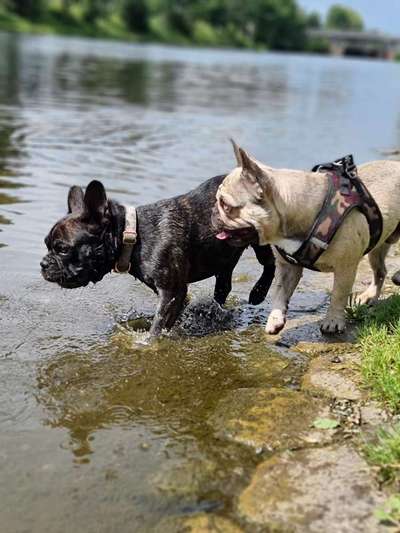 Dogorama Photo Challenge - Die besten Hundebuddys-Beitrag-Bild