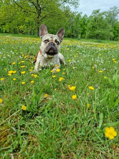 Die Dogorama Monats Challenge "Es grünt und blüht"-Beitrag-Bild