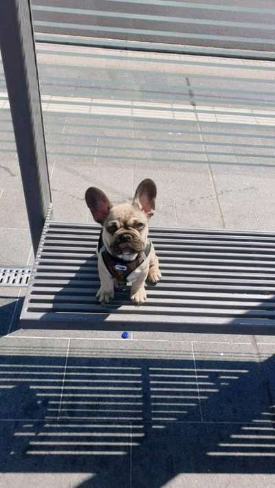 Welpen Bilder !-Beitrag-Bild