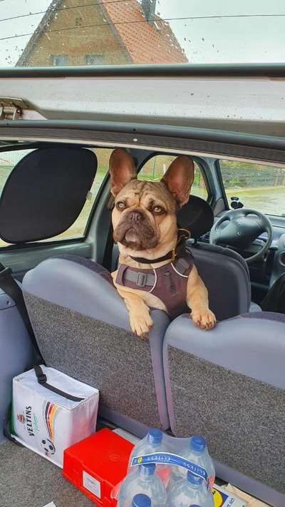 FOTOCHALLENGE 70 - Dein Hund im Auto-Beitrag-Bild