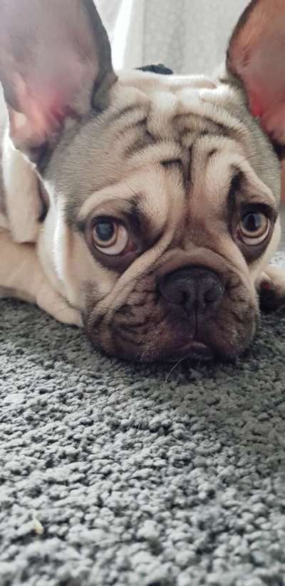 CHALLENGE NR. 19 - Der Hundeblick-Beitrag-Bild