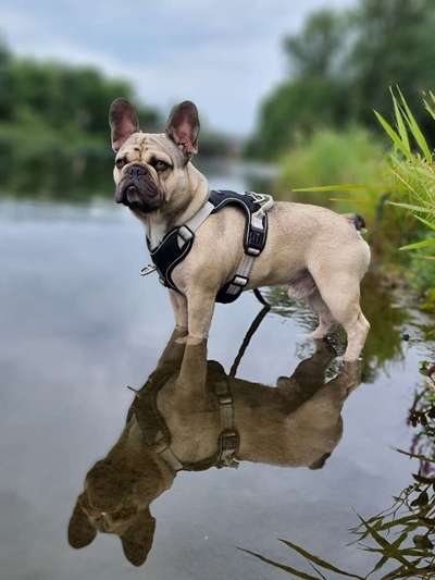 Die Dogorama Kalender Challenge Titelbild-Beitrag-Bild